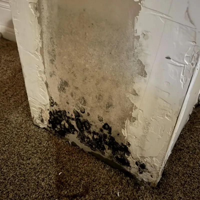Professional Mold Removal in Hallettsville, TX